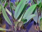 Preview: Goldkeule - Orontium aquaticum